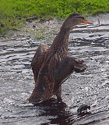 [From a side back view we see one ducking standing upright in the water with its wings stretched to the side. Although the tips of the wings still do not extend as far from the body as the head, there are now feathers all along the edge of the wing.]